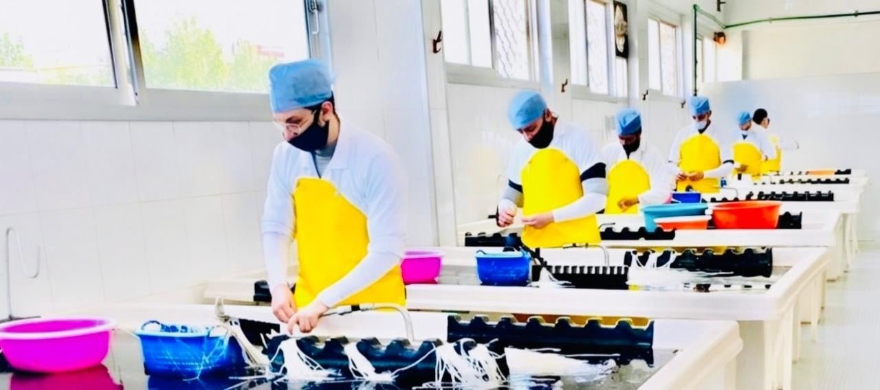 Staff hygienically processing natural casings